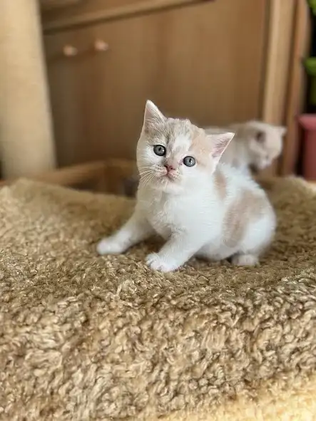 Garry Silver Rain*CZ