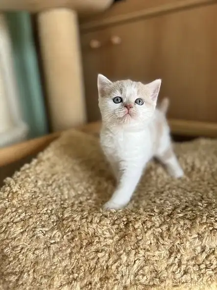 Garry Silver Rain*CZ