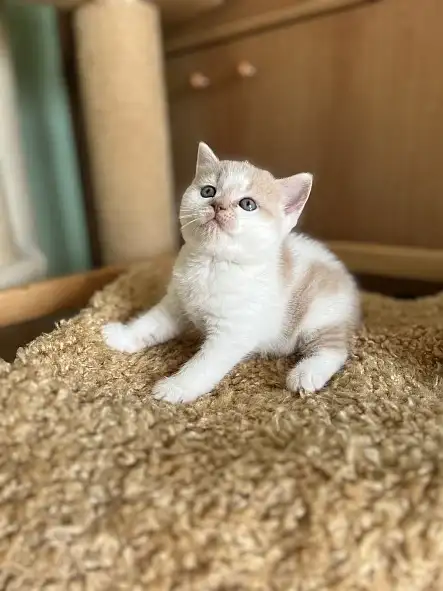 Garry Silver Rain*CZ