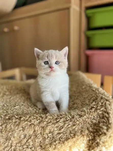 Gimmy Silver Rain*CZ