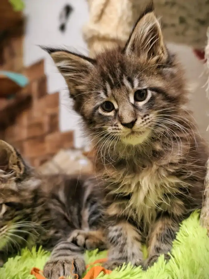 Kočka Amálka A.Q. Temika