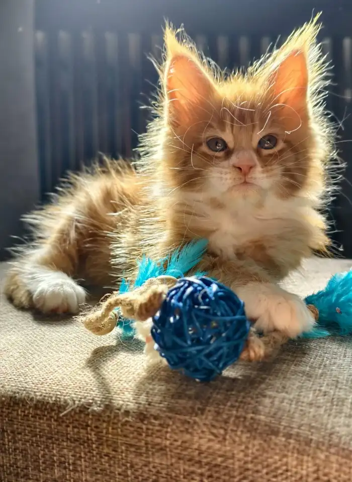 Kocour Antonín A.Q. Temika