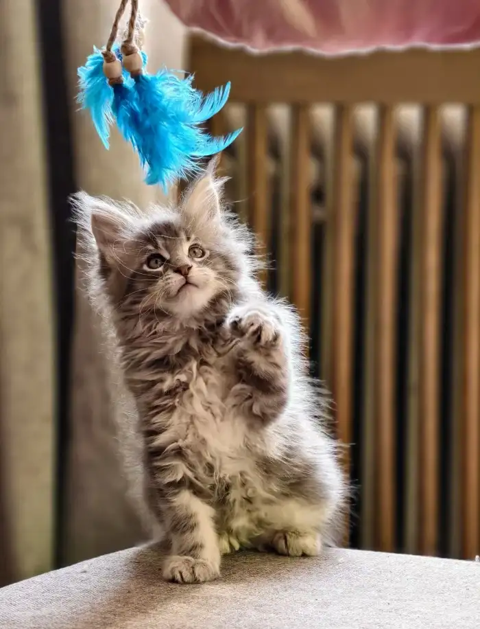 Kocour Azriel A.Q. Temika