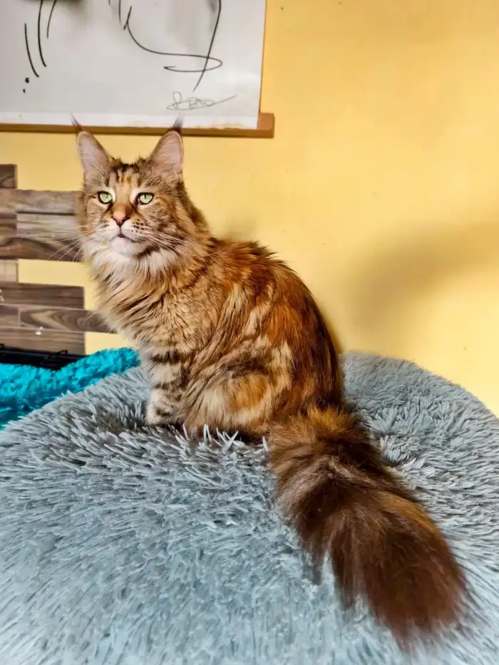 maminka Ajka Ichib maine treasures, CZ