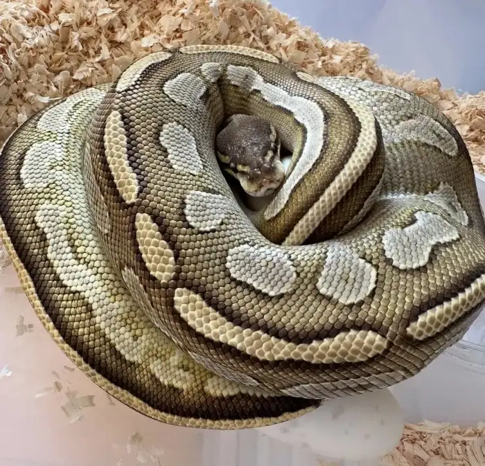 1.0 Bongo Mojave Het Clown - 4500Kč