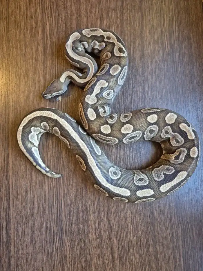 0.1 Mojave het Piebald