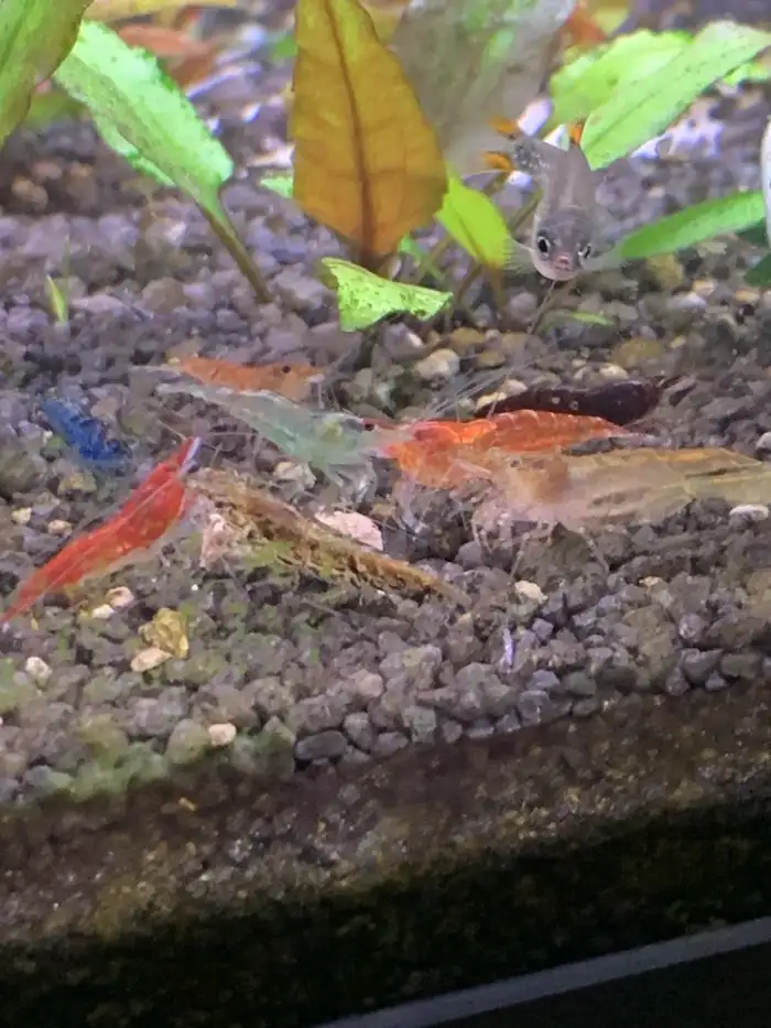 Neocaridina