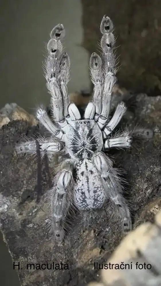0.1 H. maculata AD - ilustrační foto