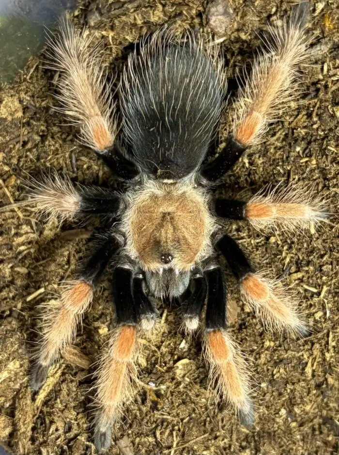 0.1 B. boehmei (3,5 cm)