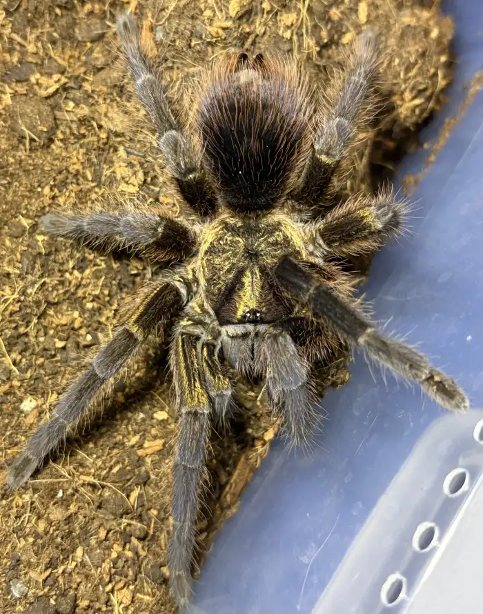 0.1 P. auratus AD