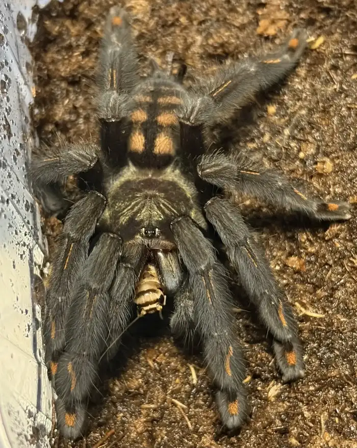 0.1 P. irminia (4 cm)