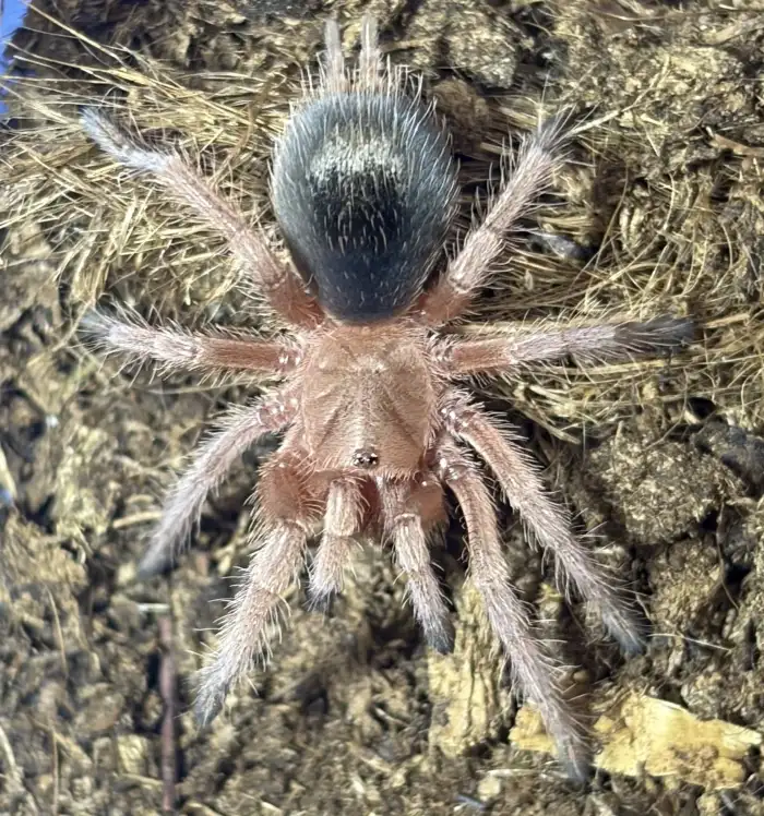 0.0.1 G. rosea red (2 cm)