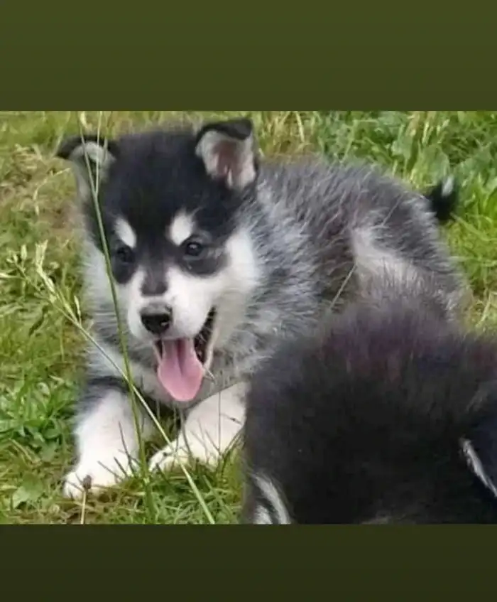 Fenka