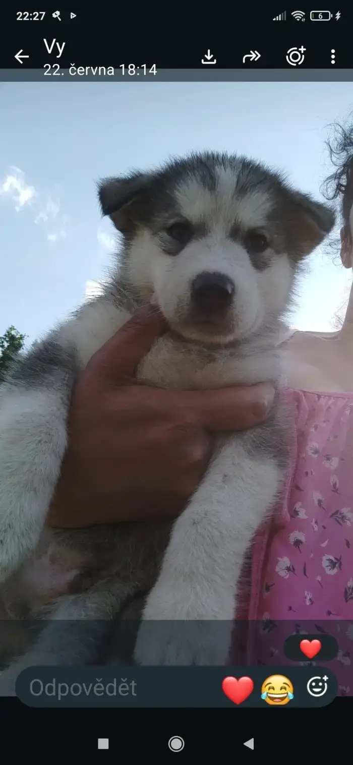 Fenka