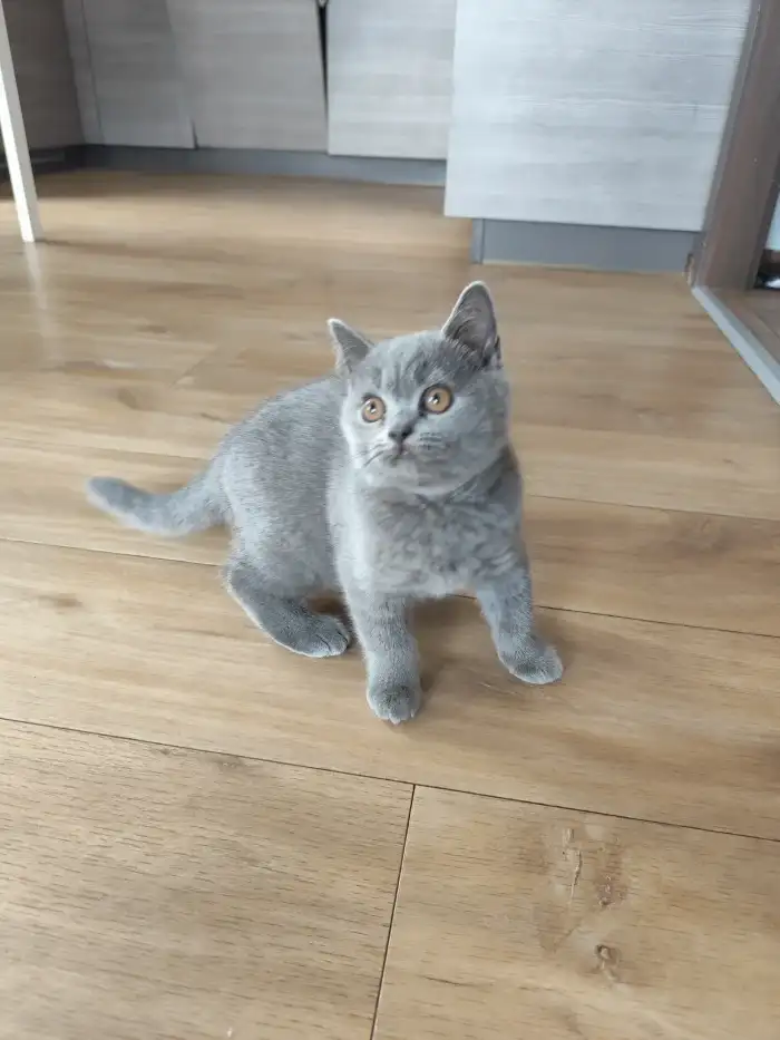 Nico