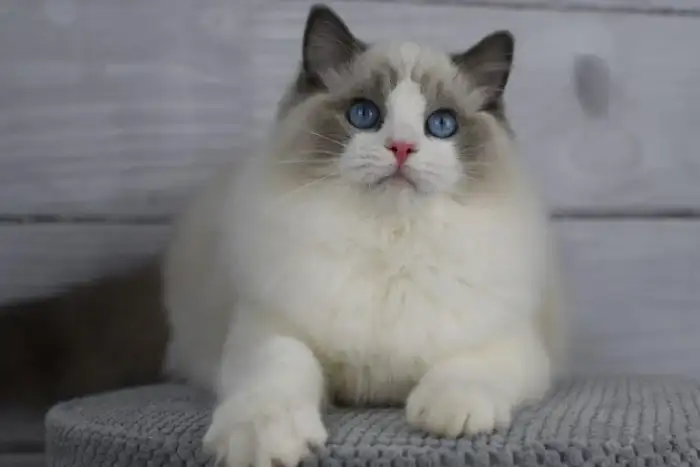 Tatínek - Farid cat dominant *PL