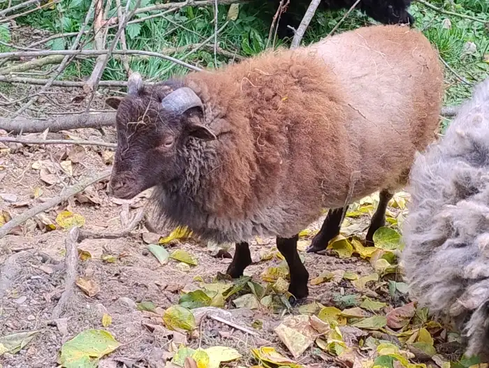 beránek