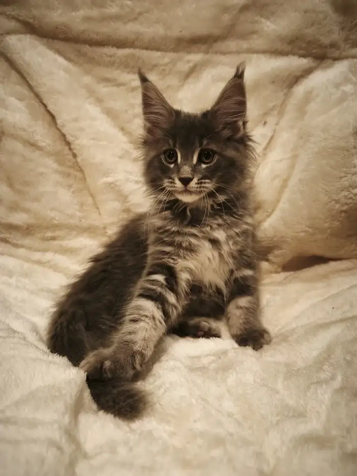 Kocourek