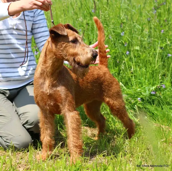 CH. Nezhnoye Plamya Charming Princess