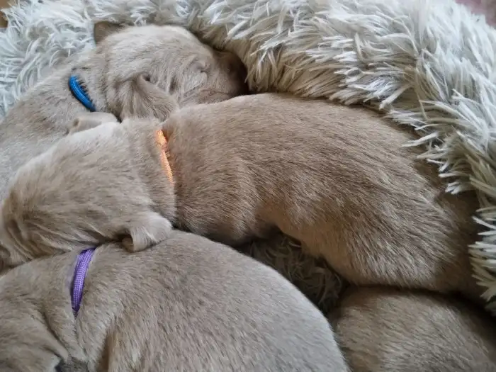Brit, Bonnie, Bubble