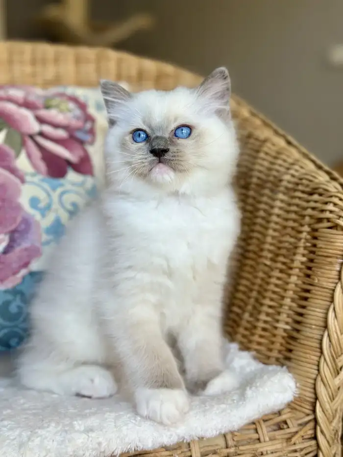 Blue mitted kocourek Matteo