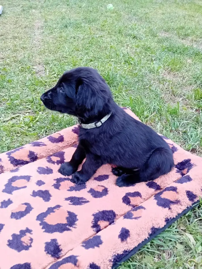 štěňátko Flat Coated Retriever