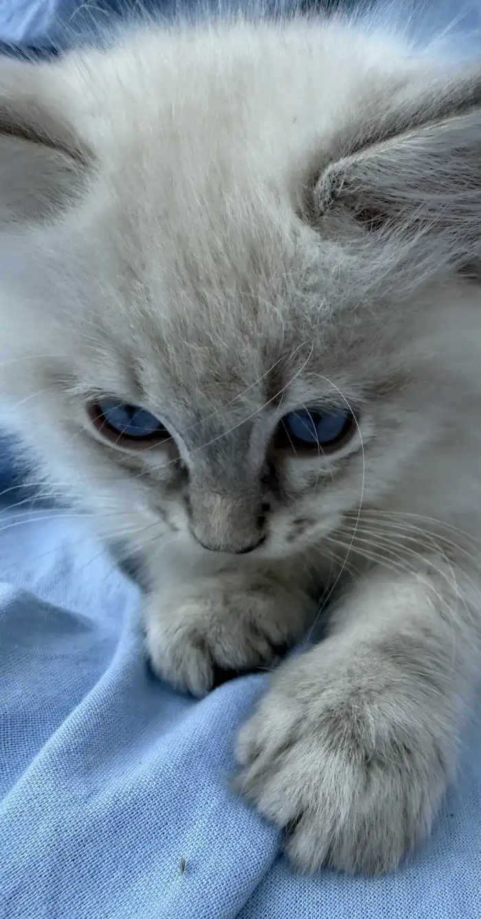 Hello