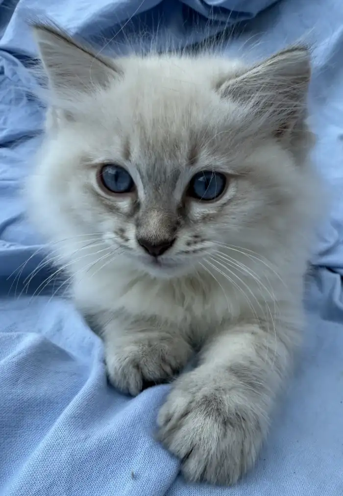 Hello