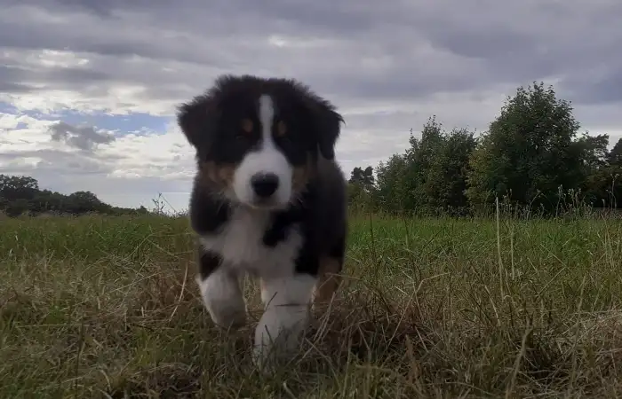 Ellie