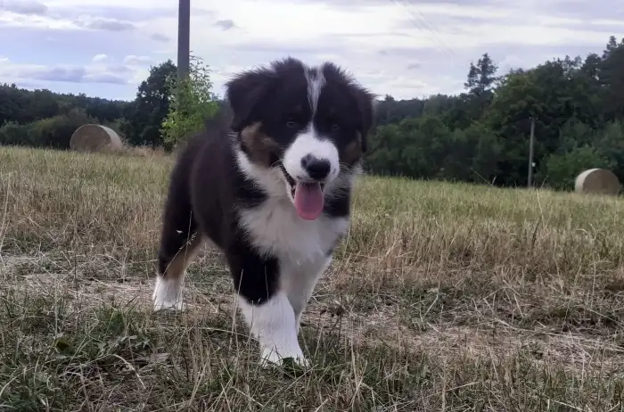 Elias