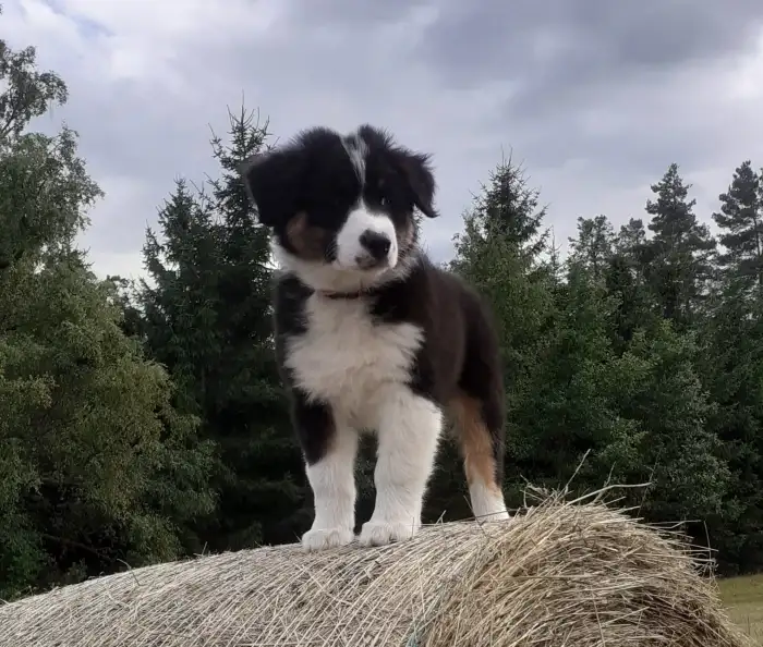 Elias