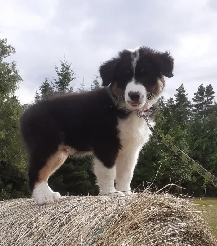 Elias