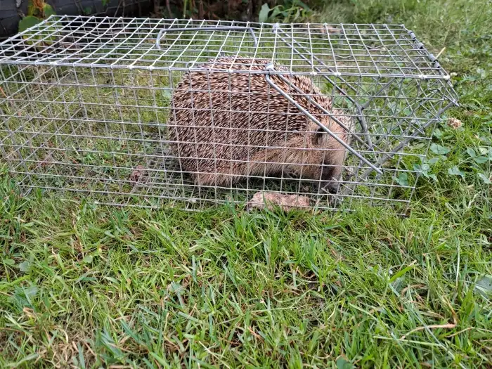 Sklopec na potkany v akci. Ježek vypuštěn, pro případné dotazy