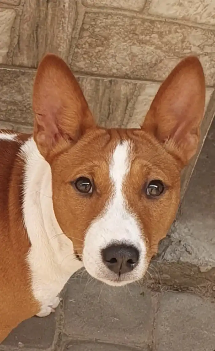 Delilah