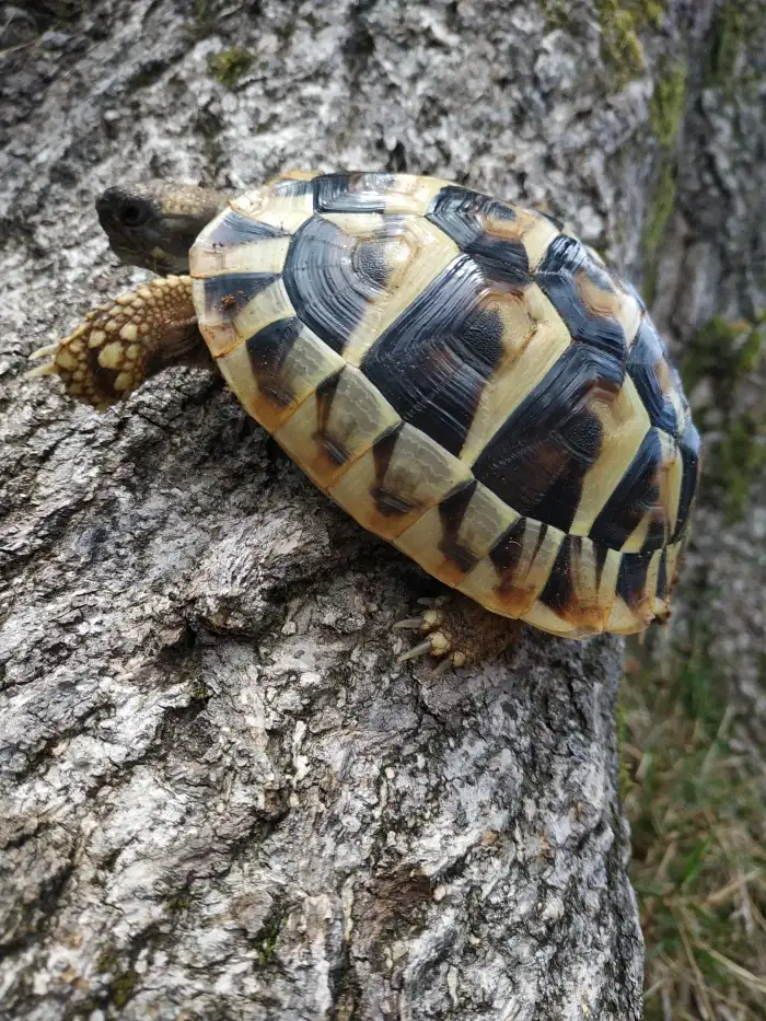 jako mládě