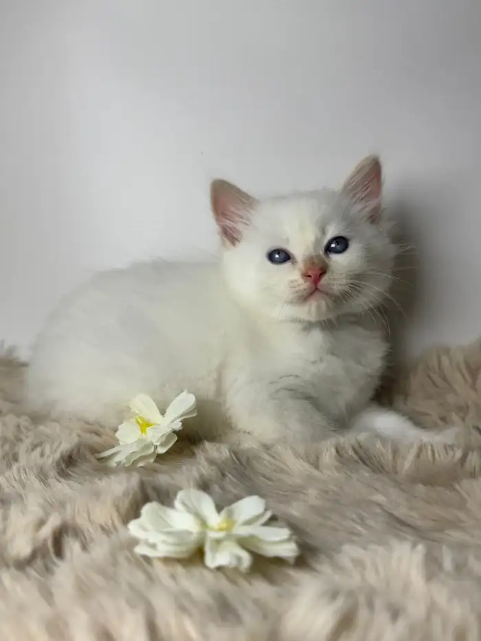 FABRIZIO
