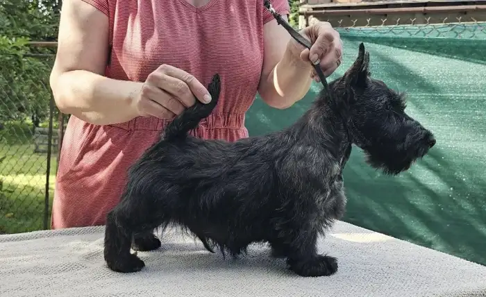 Odin