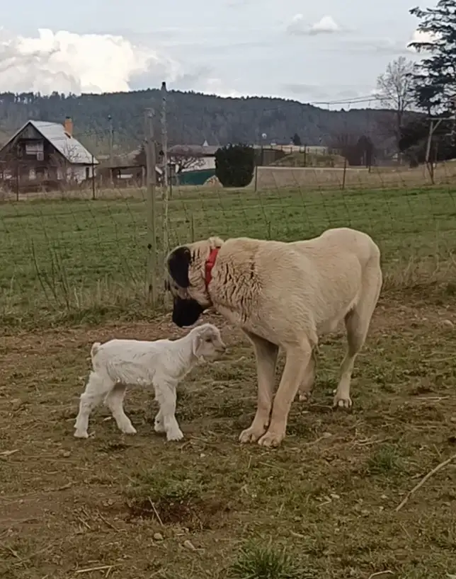 Maminka štěňátek