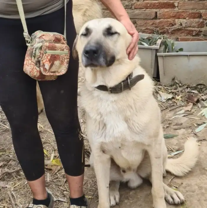 Otec štěňátek