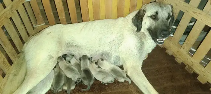 Maminka se štěňátky