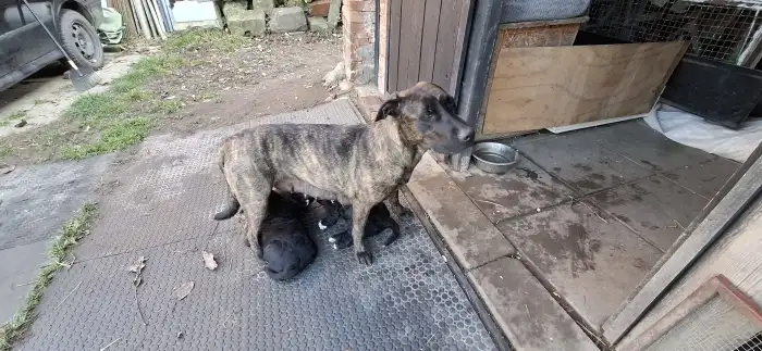 S mamkou...Uruquaysky cimeron