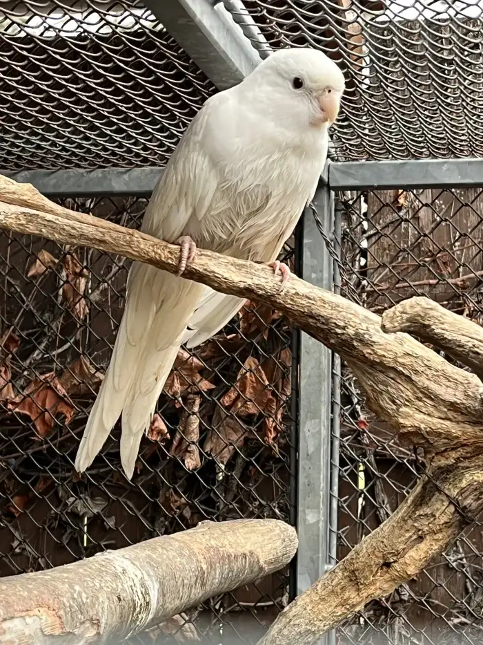 0,1 letošní mládě