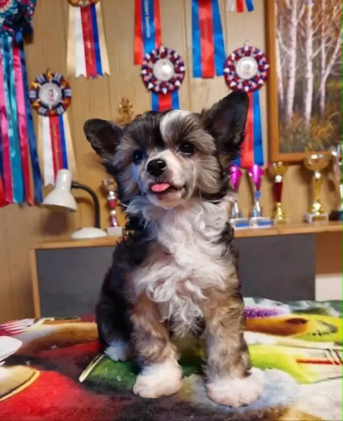 Caramel Sensation Cool Lady