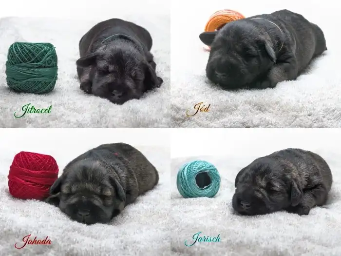 štěňata 7d