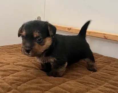 Pejsek 3 - zbarveni černé s pálením