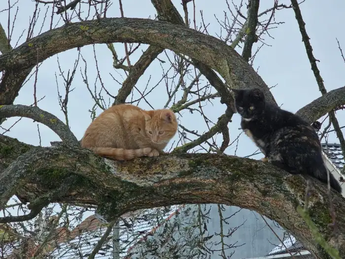 1. kocourek a 1. kočička