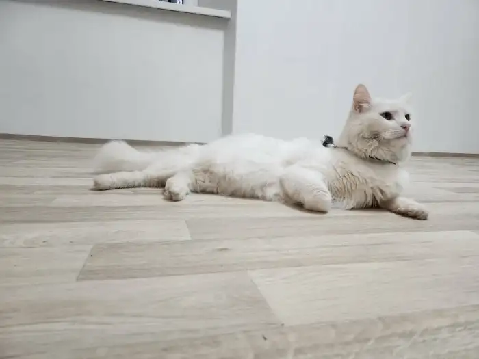 Je velice zvědavý.