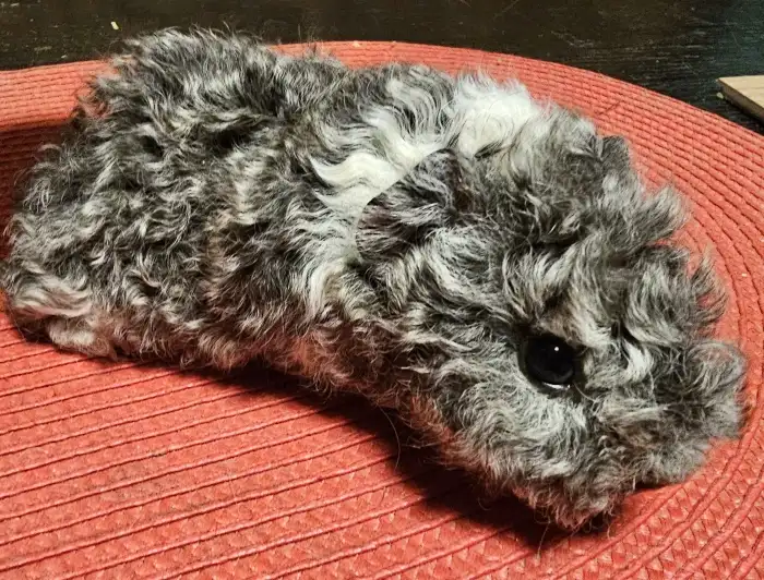 Girona Peruvian Gold