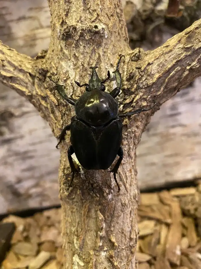 Fornasinius higginsi