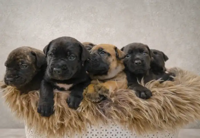 3 týdny stará mimina